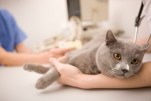 Гомеопатия у кошек