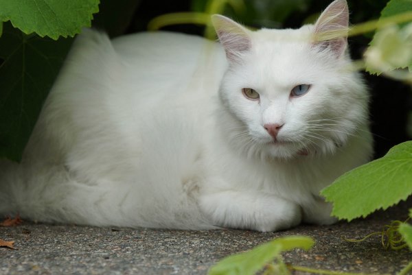 Ангорская кошка - Болен Кот